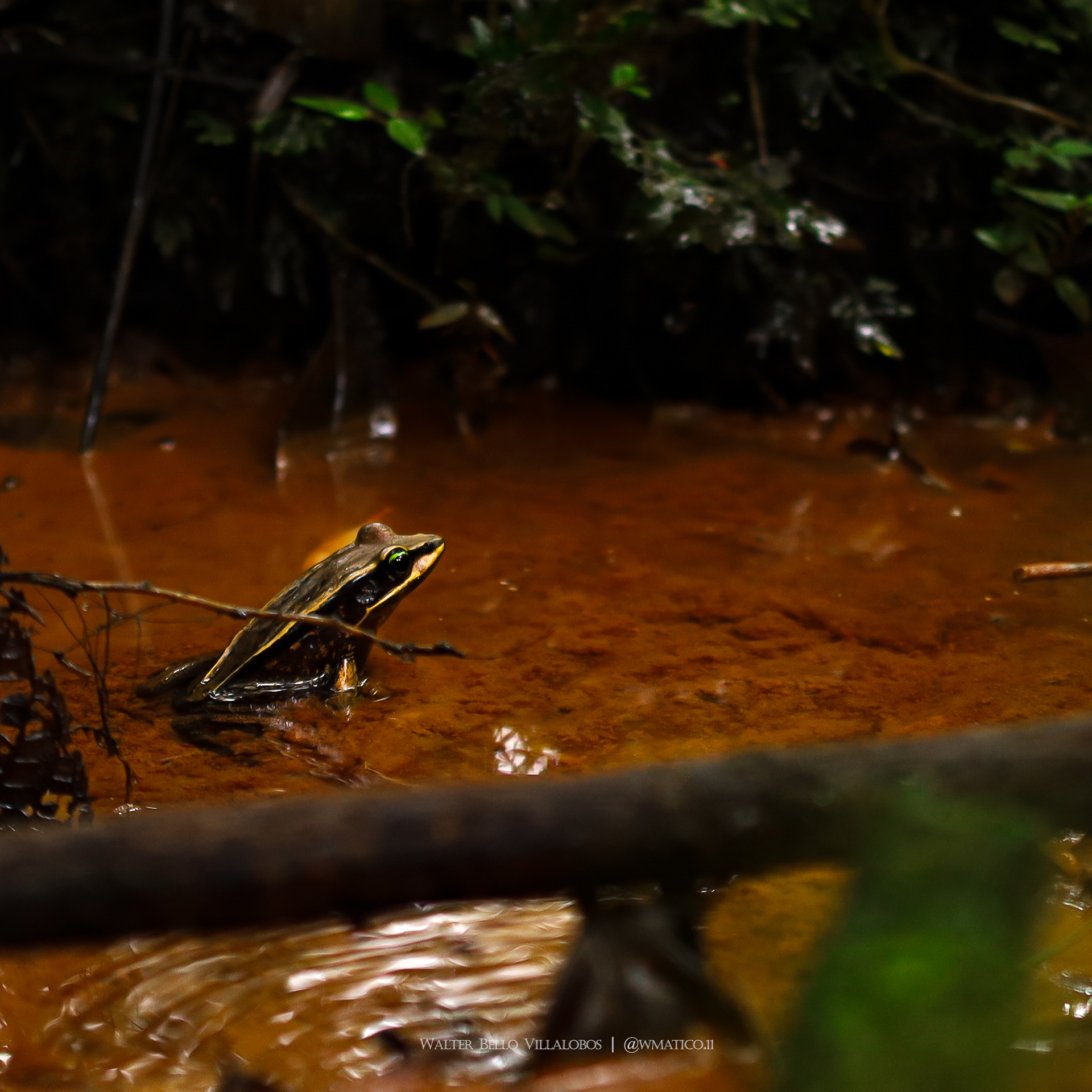 Lithobates vibicarius