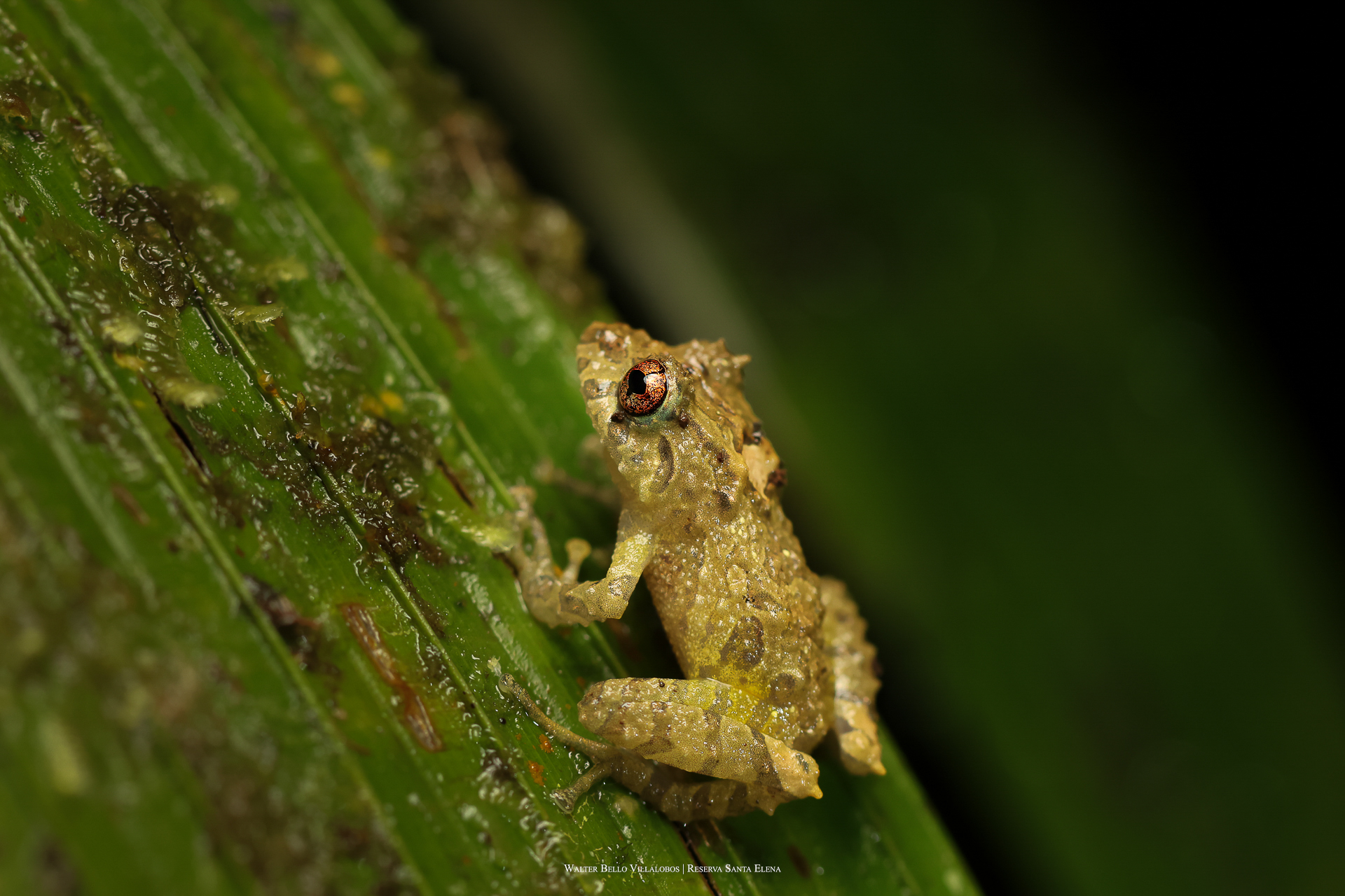Pristimantis cruentus