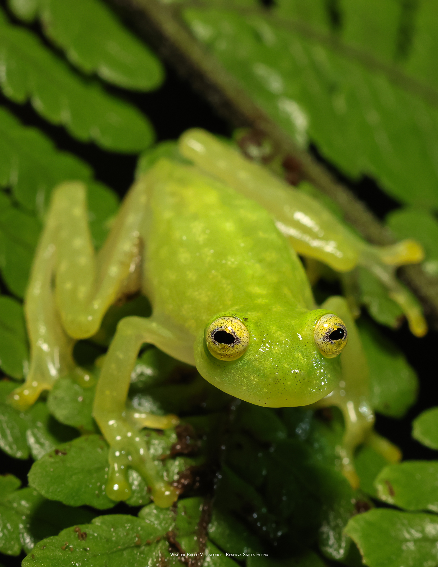 Hyalinobatrachium colymbiphyllum