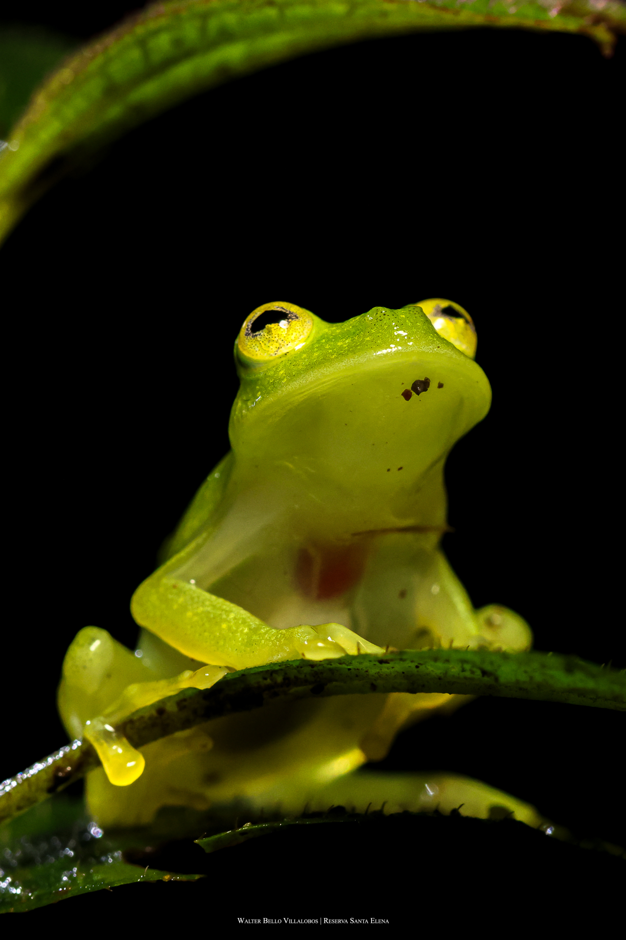Hyalinobatrachium colymbiphyllum