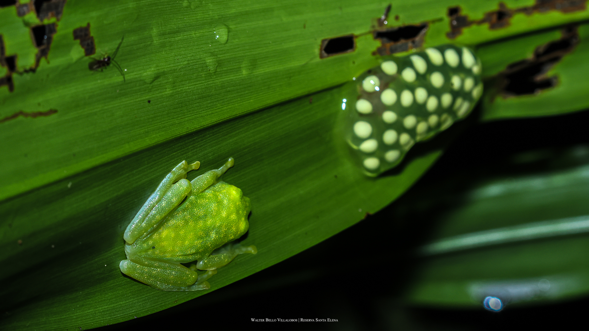 Hyalinobatrachium colymbiphyllum