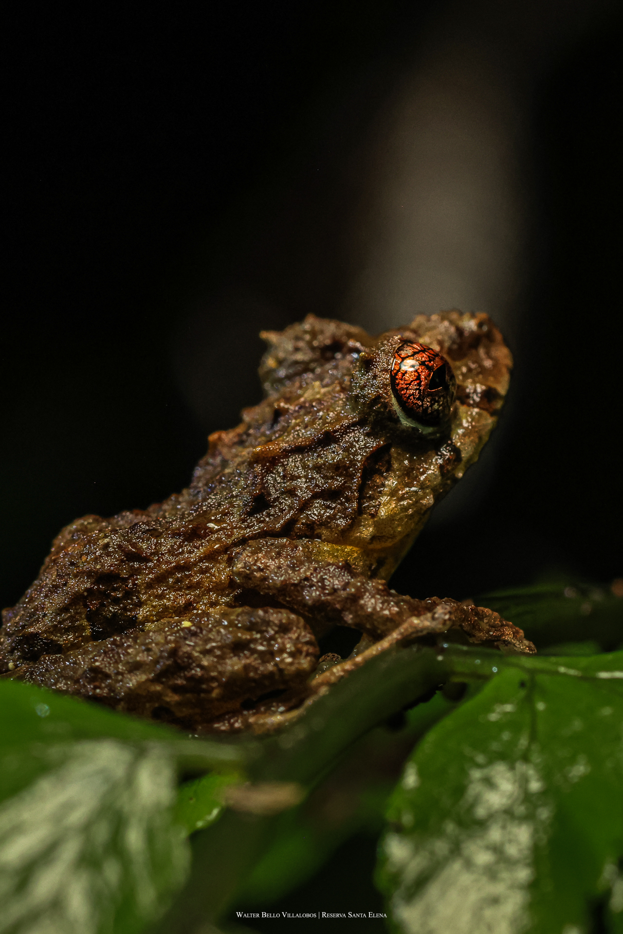 Pristimantis cruentus