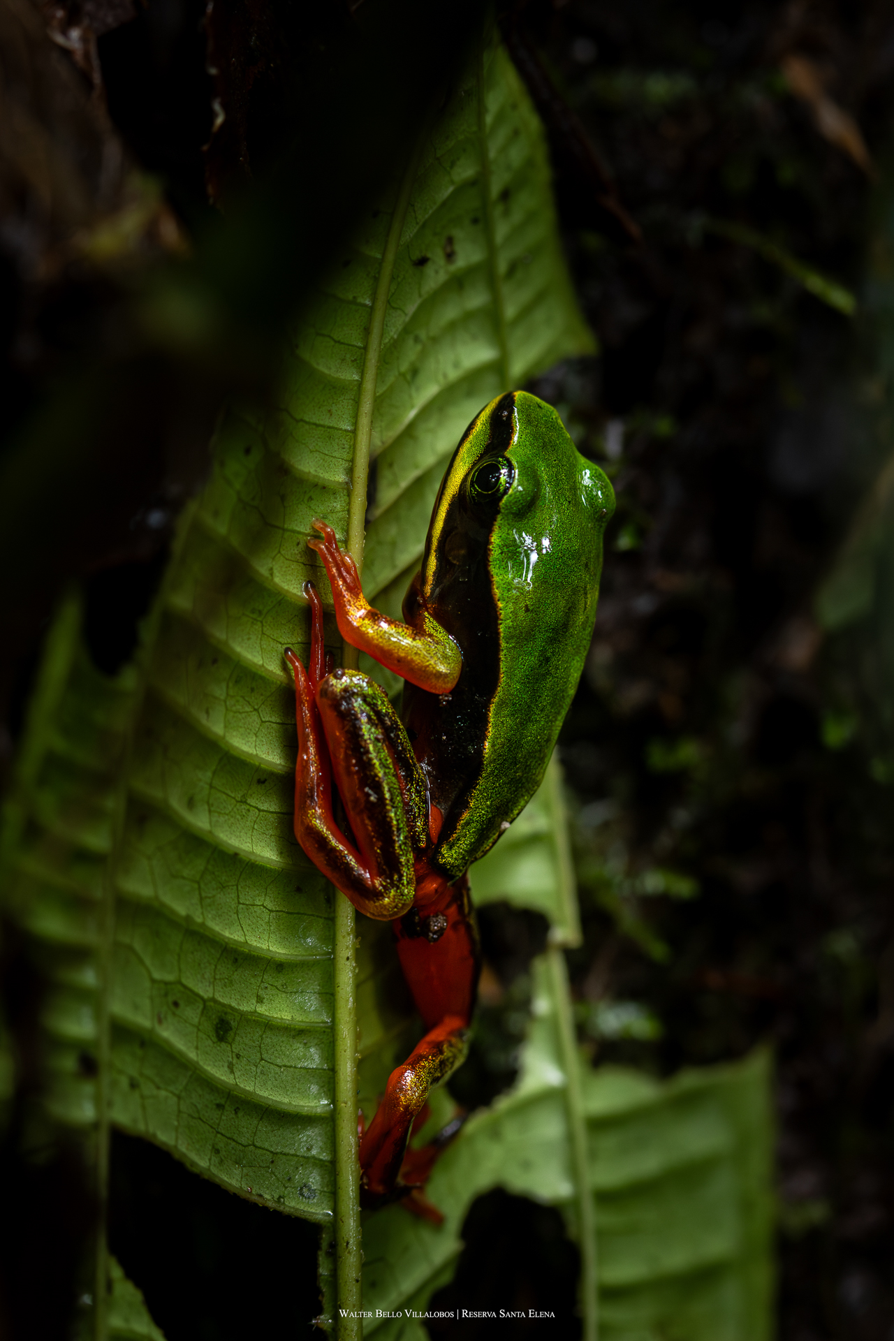 Lithobates vibicarius