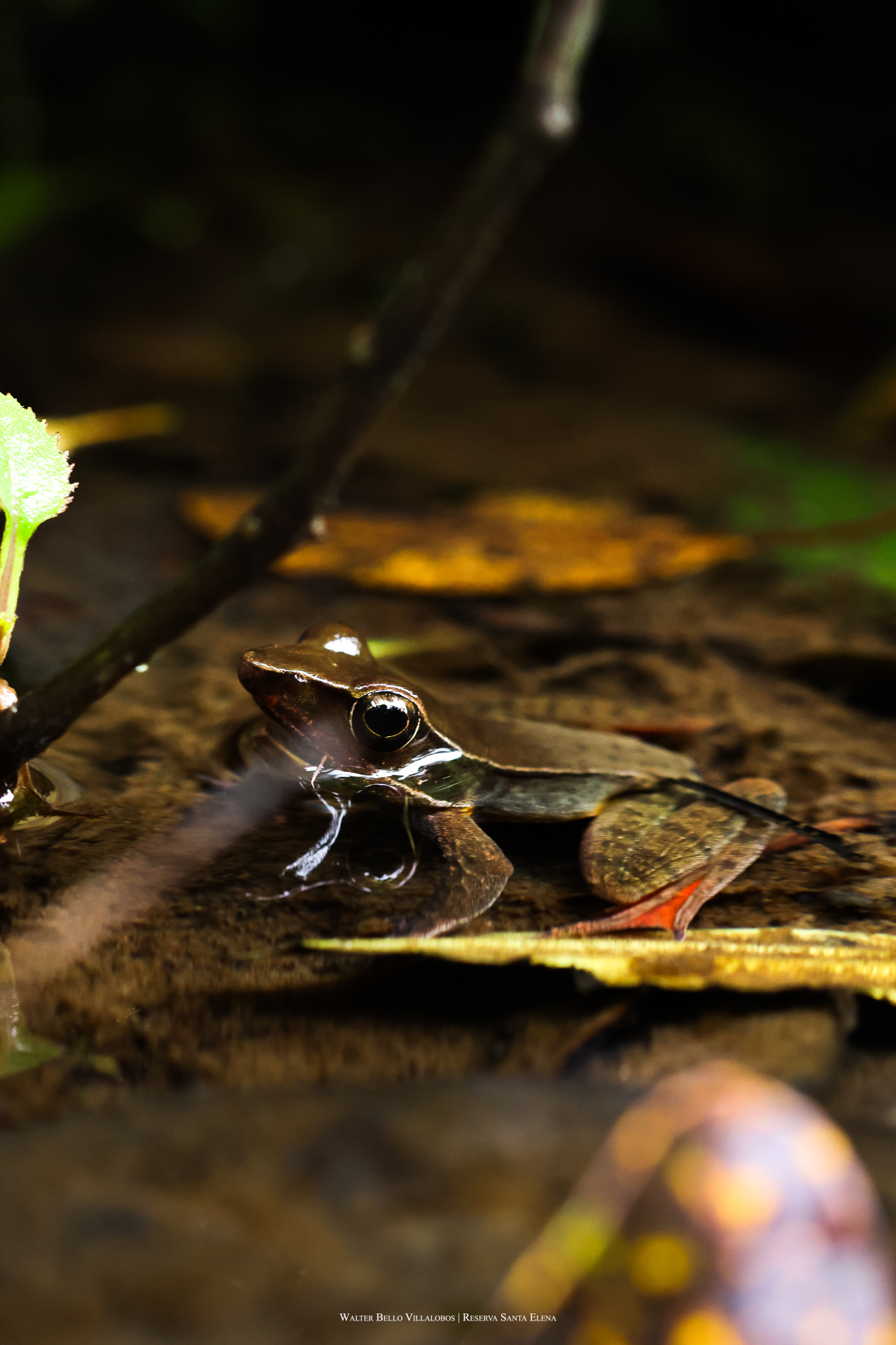 Lithobates warszewitschii