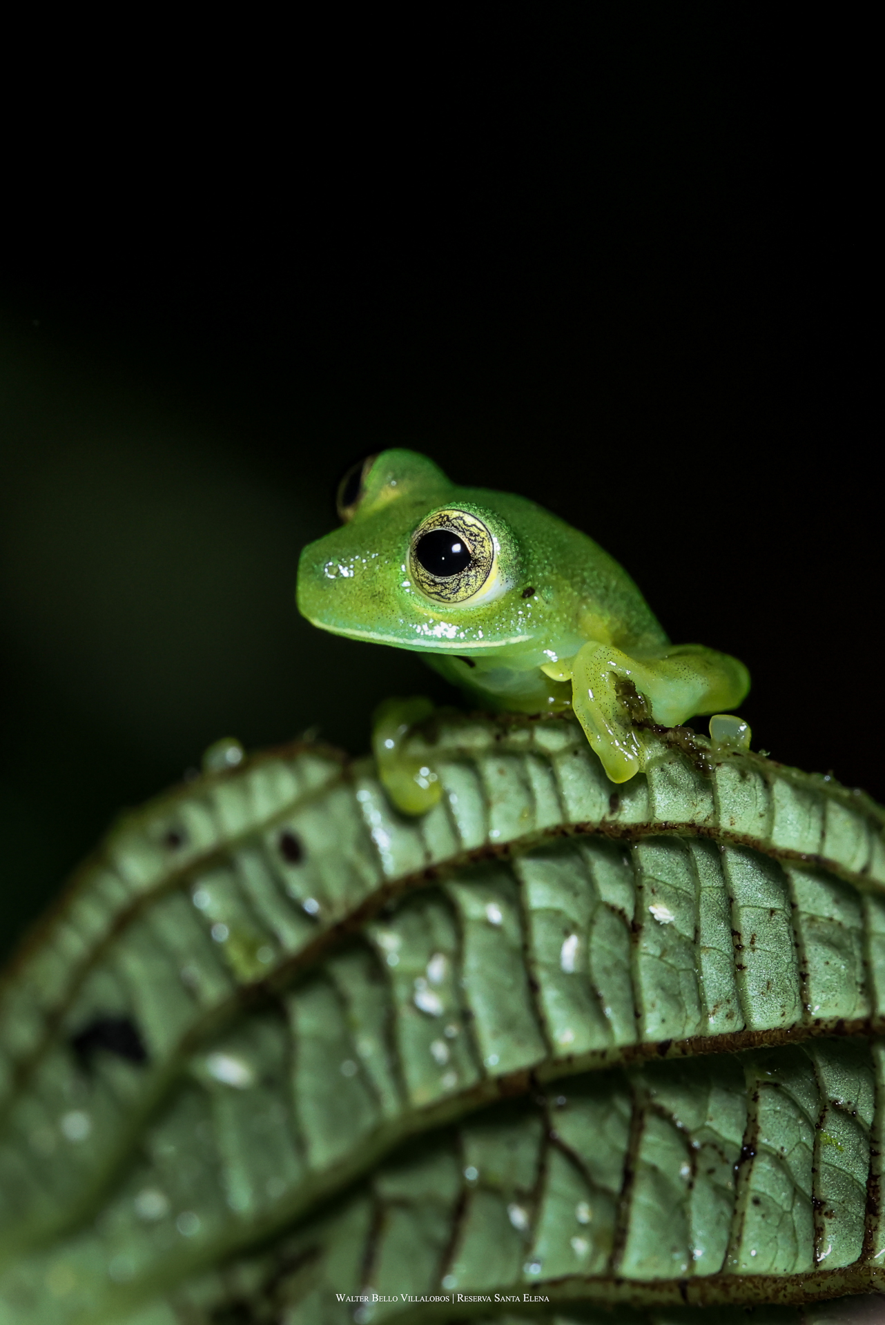 Espadarana prosoblepon