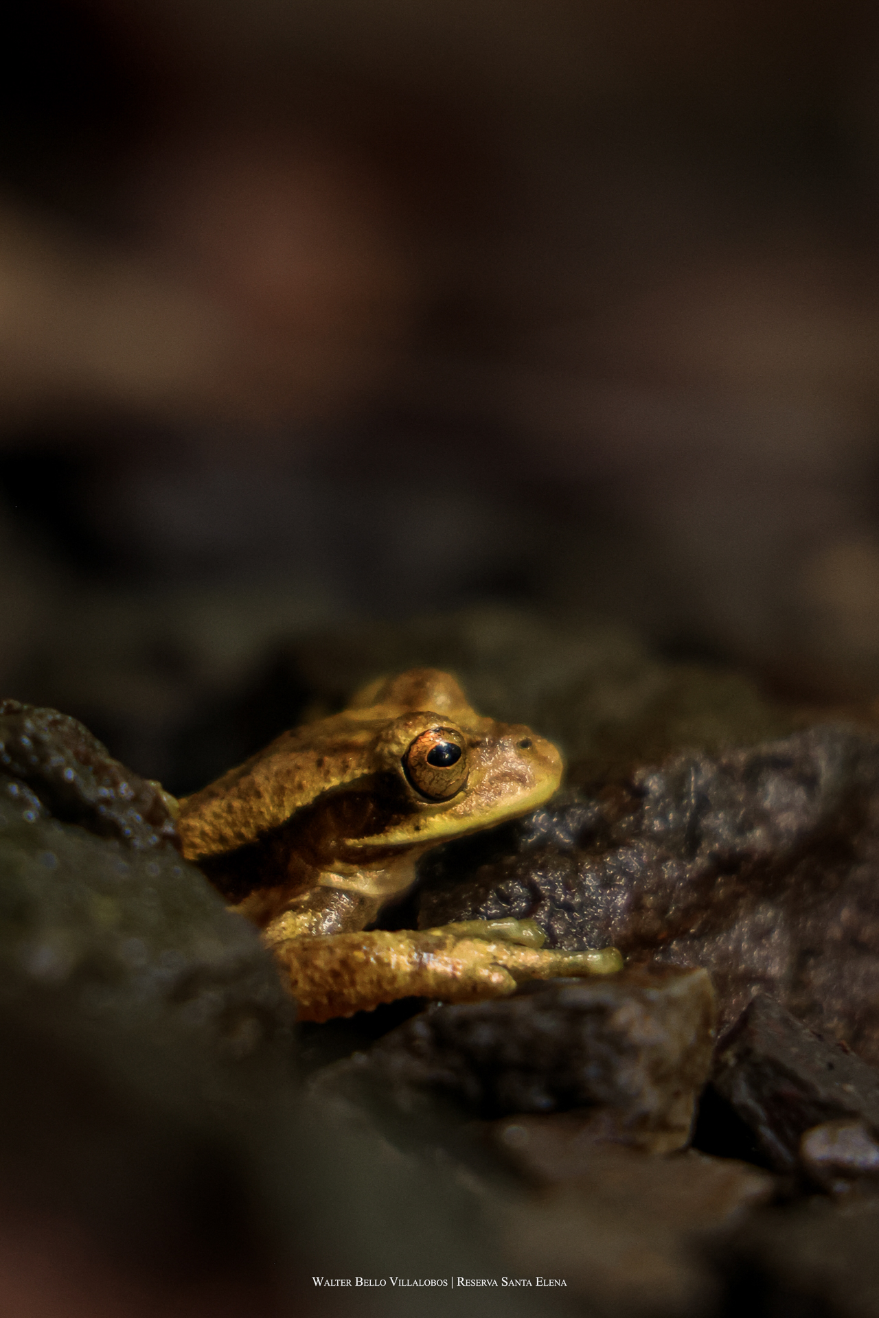 Isthmohyla pseudopuma