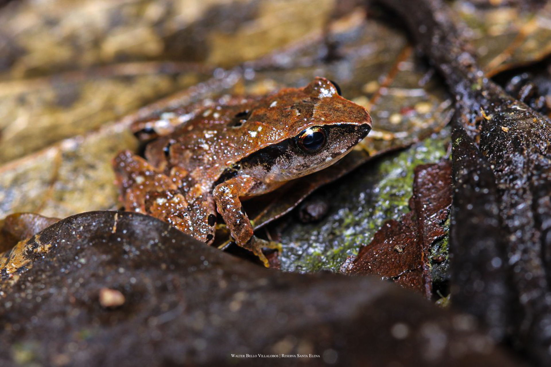 Craugastor podiciferus