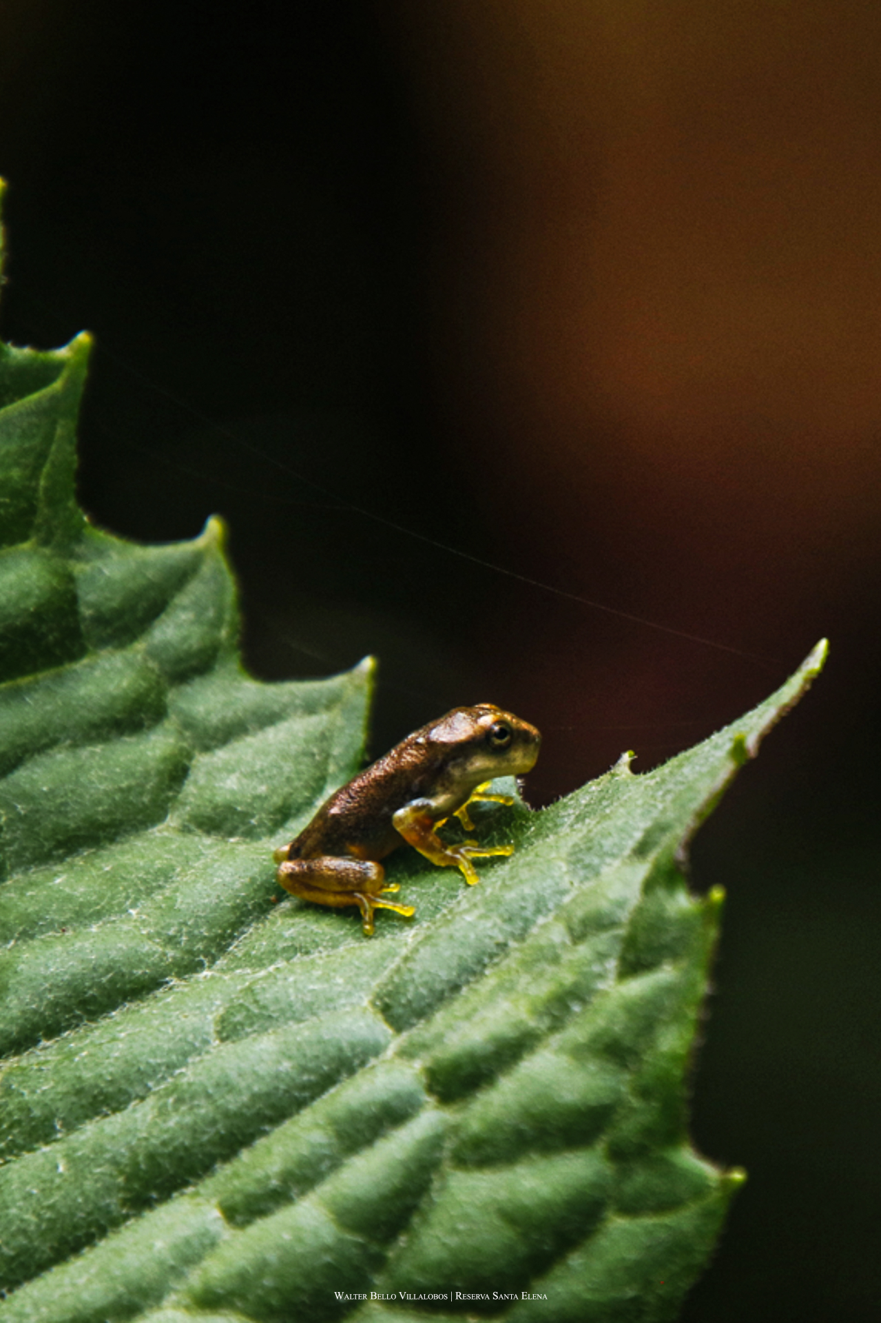 Isthmohyla pseudopuma