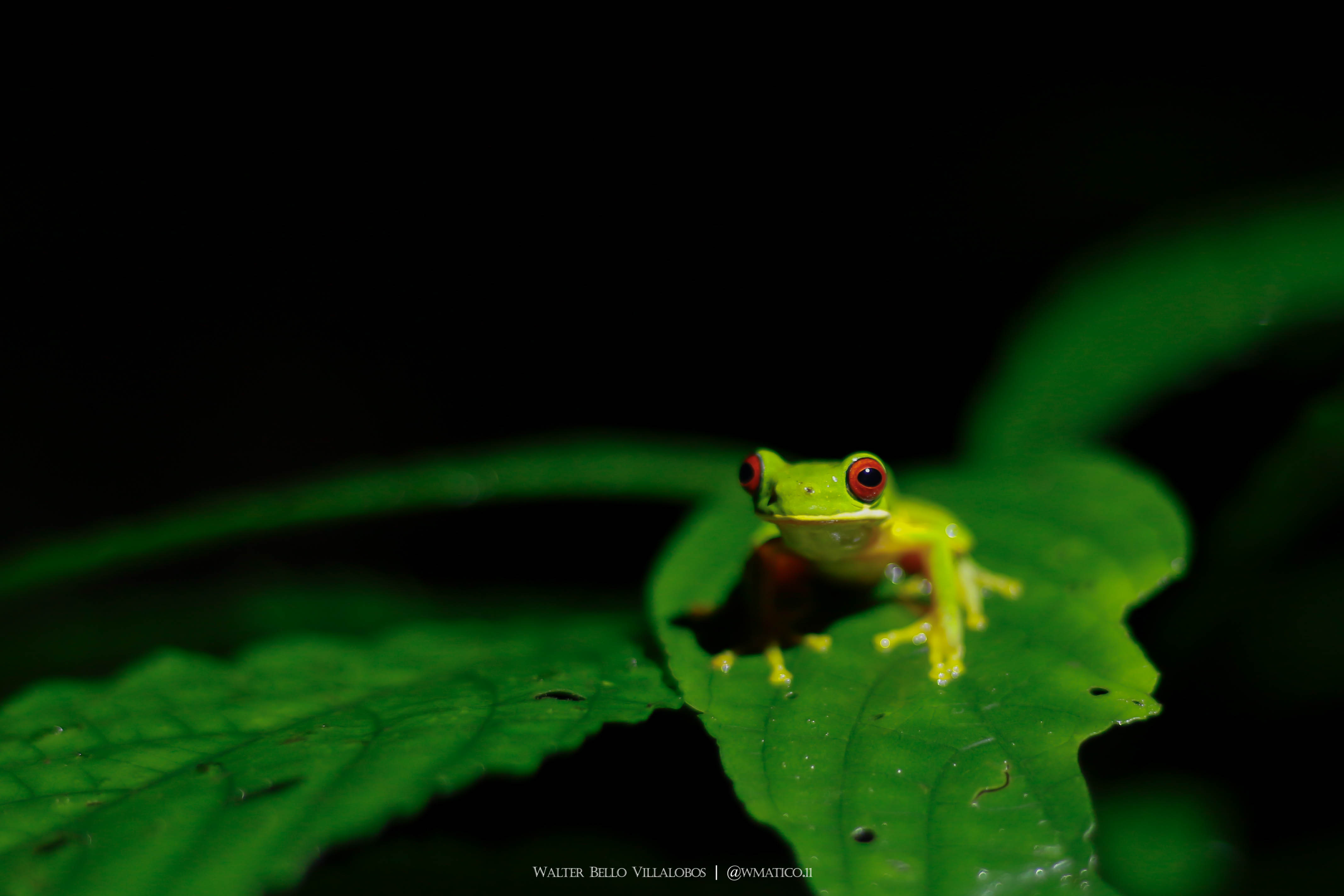 Duellmanohyla uranochroa