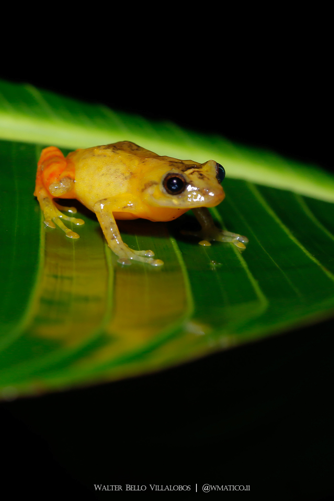 Disporus hylaeformis