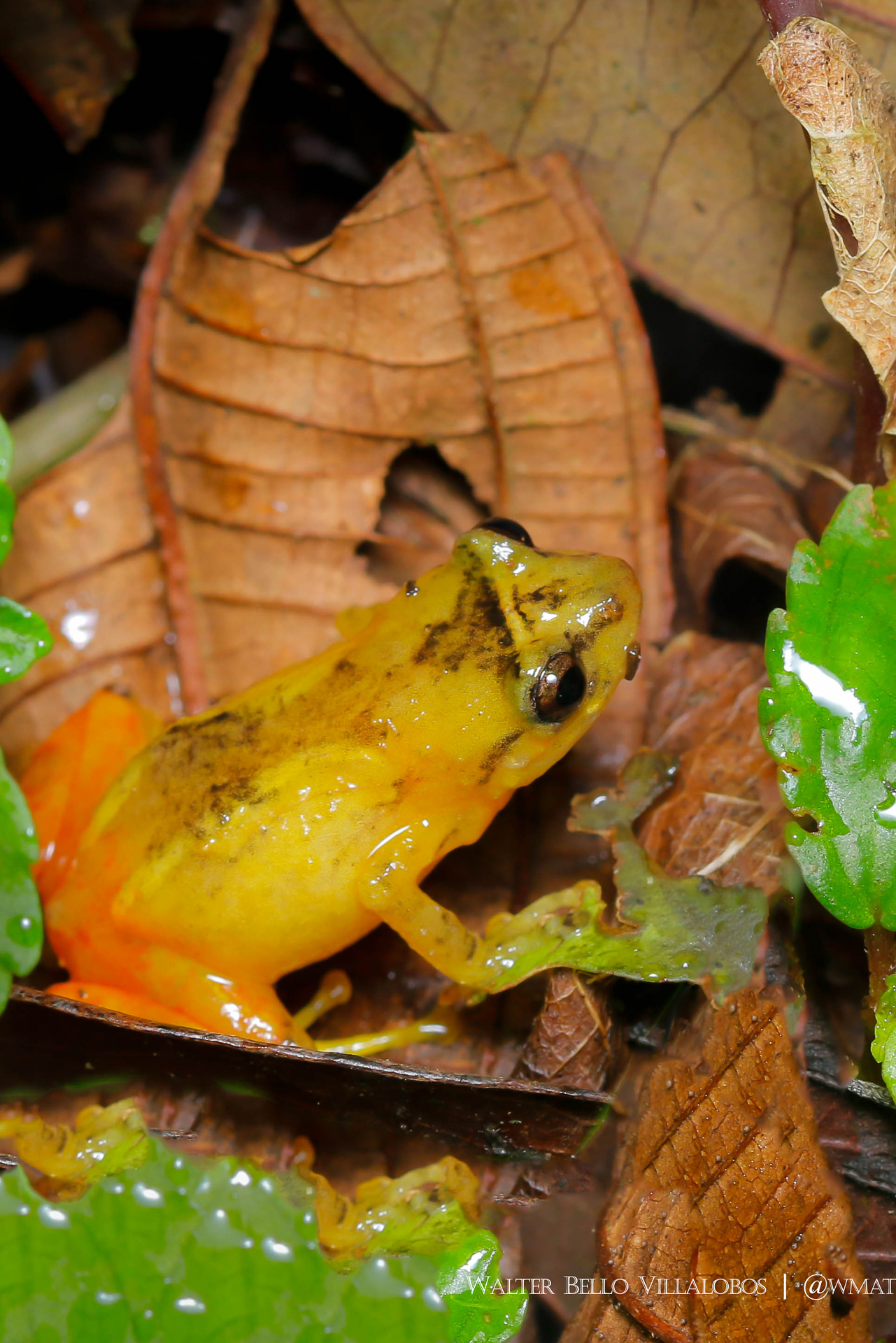 Disporus hylaeformis