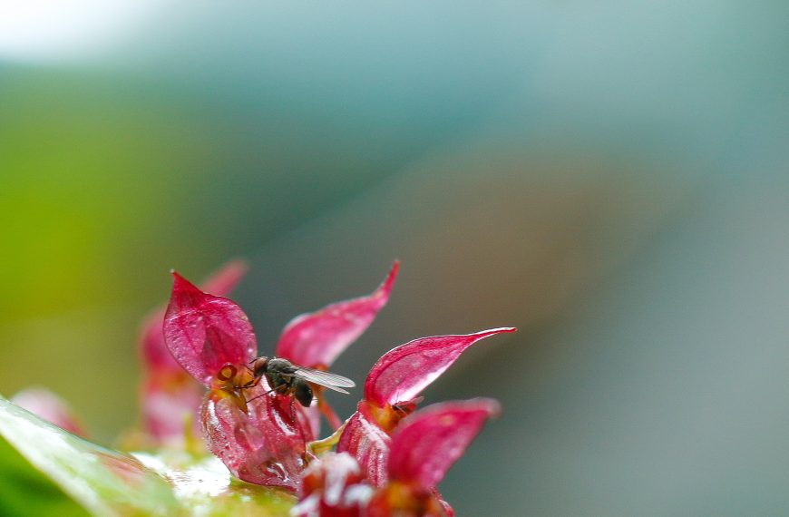 Flora 1. Orquideas